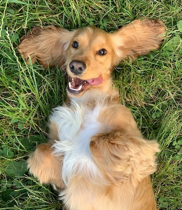 Dog Days