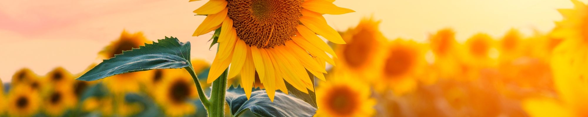 sunflower state